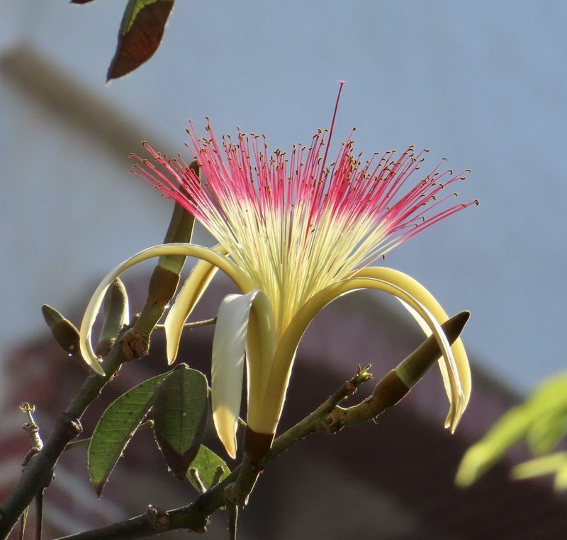 Pachira aquatica, photographed by Jim B