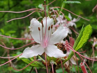Rhododendron periclymenoides, photographed by Craig Martin