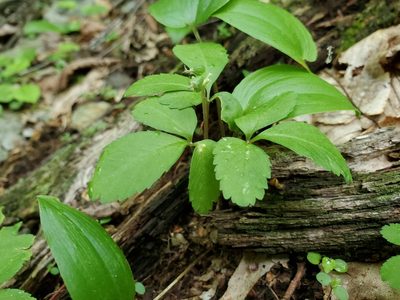 Panax trifolius, photographed by Craig Martin