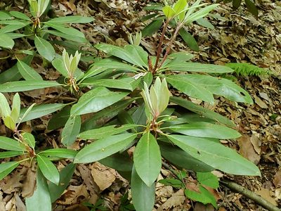 Rhododendron maximum, photographed by Craig Martin