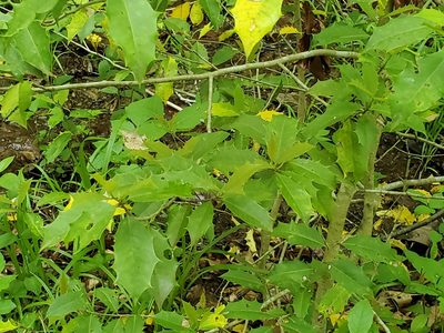 Ilex opaca, photographed by Craig Martin