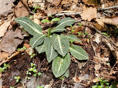 Goodyera pubescens, photographed by Craig Martin