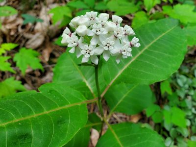 Asclepias variegata, photographed by Will Kuhn