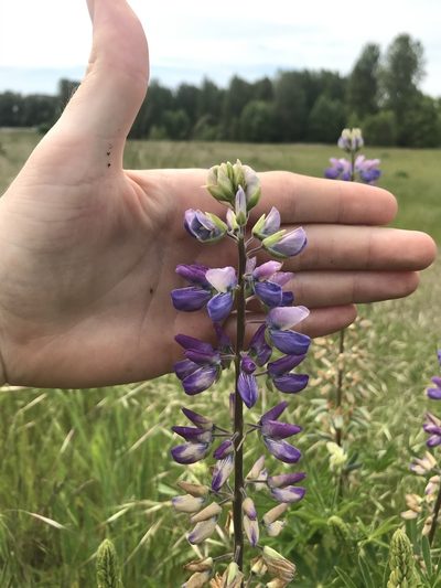 Lupinus rivularis, photographed by Daniel Kennedy