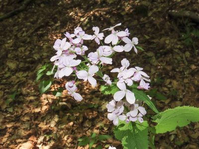Lunaria rediviva, photographed by Emanuele Santarelli