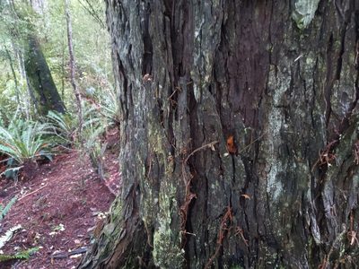 Dacrydium cupressinum, photographed by Carey_Knox_Southern_Scales