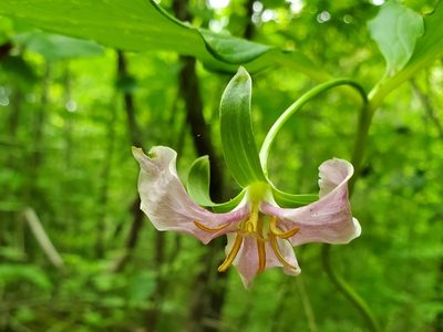 Trillium catesbaei
