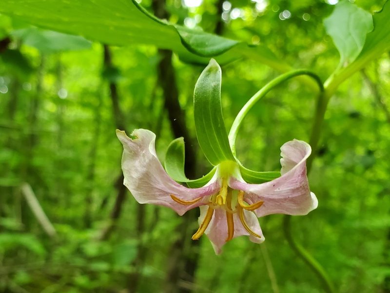 Trillium catesbaei, photographed by Will Kuhn