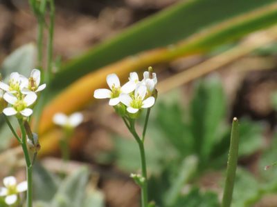 Arabidopsis thaliana, photographed by Emanuele Santarelli