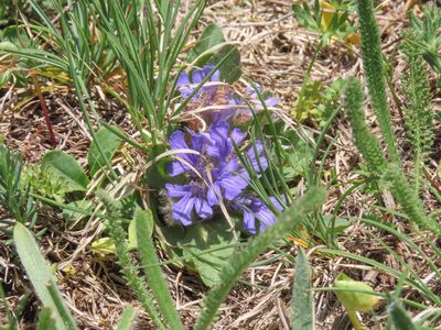 Ajuga tenorei, photographed by Emanuele Santarelli