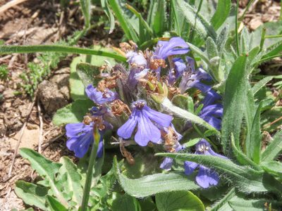 Ajuga tenorei, photographed by Emanuele Santarelli