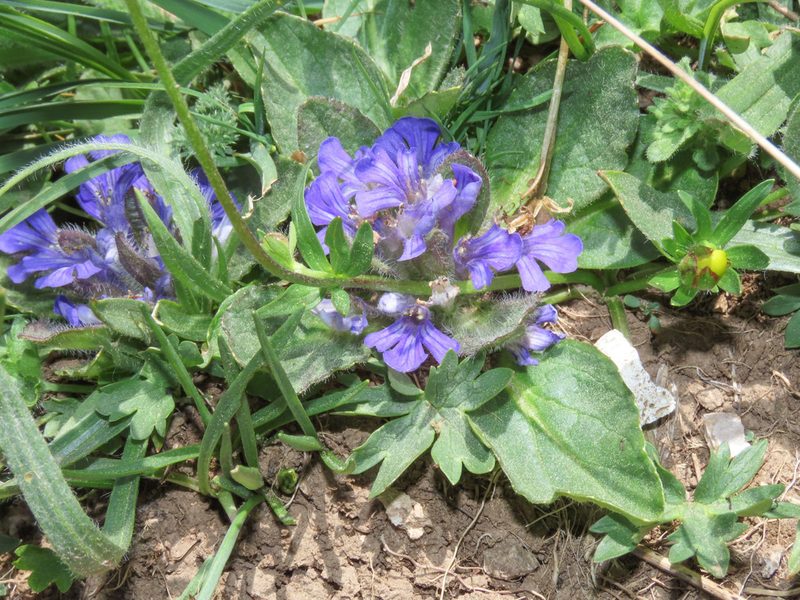 Ajuga tenorei, photographed by Emanuele Santarelli