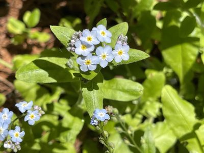 Myosotis latifolia