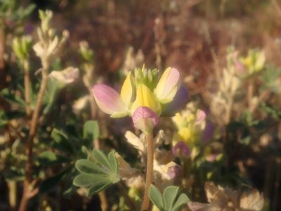 Lupinus stiversii
