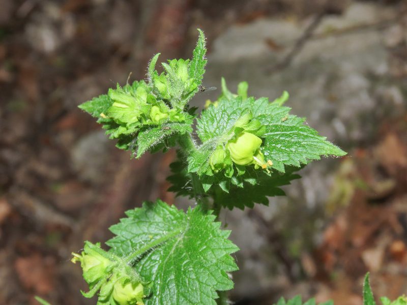 Scrophularia vernalis, photographed by Emanuele Santarelli