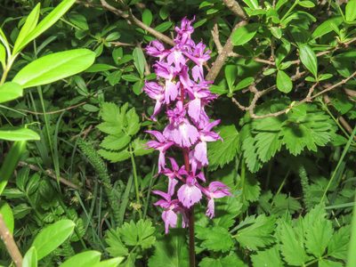 Orchis mascula, photographed by Emanuele Santarelli