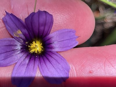 Sisyrinchium bellum, photographed by rappman
