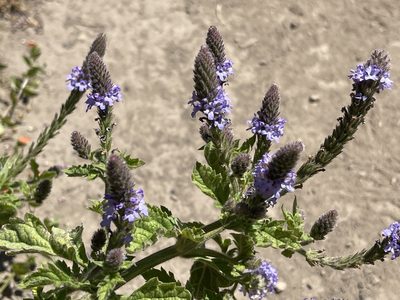 Verbena lasiostachys, photographed by rappman