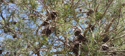 Pinus halepensis, photographed by Santiago Martín-Bravo