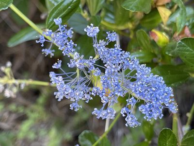 Ceanothus thyrsiflorus, photographed by rappman