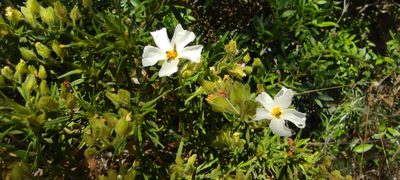Cistus monspeliensis, photographed by Santiago Martín-Bravo