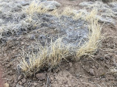 Muhlenbergia torreyi, photographed by Cecelia Alexander