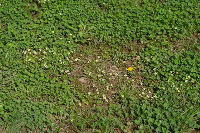 Leavenworthia torulosa, photographed by Kyle M. Simpson
