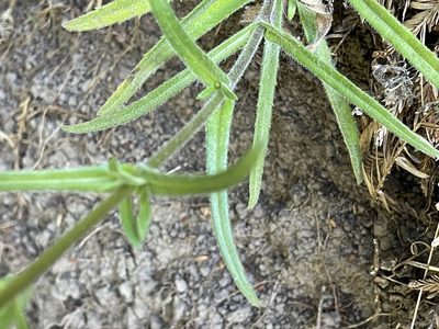 Anisocarpus madioides, photographed by rappman