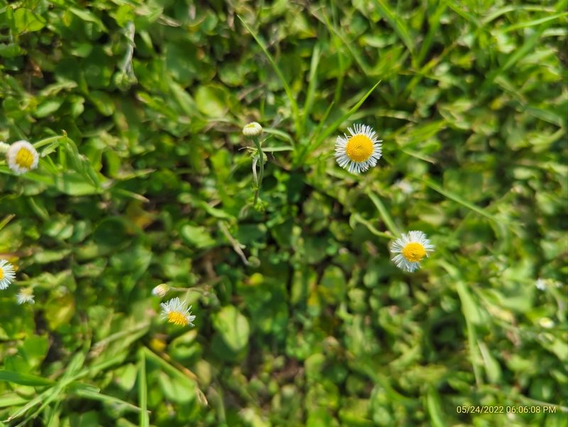 Erigeron quercifolius, photographed by hi