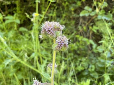 Phacelia californica, photographed by rappman