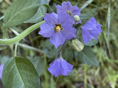 Solanum umbelliferum