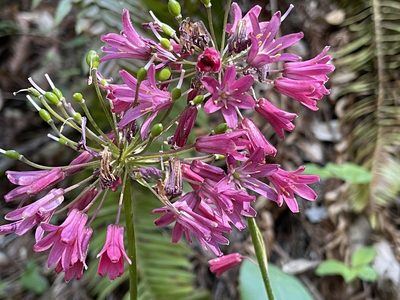 Clintonia andrewsiana, photographed by rappman