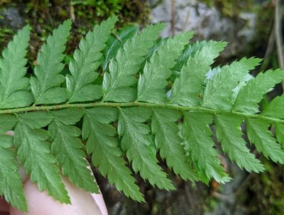Polystichum aculeatum, photographed by Tobias Schönberg