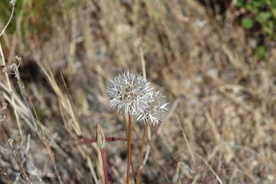 Uropappus lindleyi, photographed by Marc Whitaker