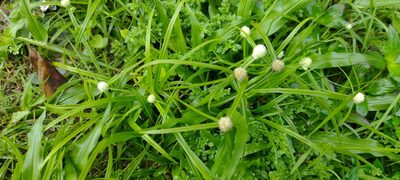 Cyperus mindorensis, photographed by Dana Lee Ling