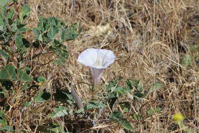 Datura wrightii, photographed by Marc Whitaker