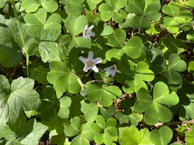 Oxalis smalliana, photographed by rappman