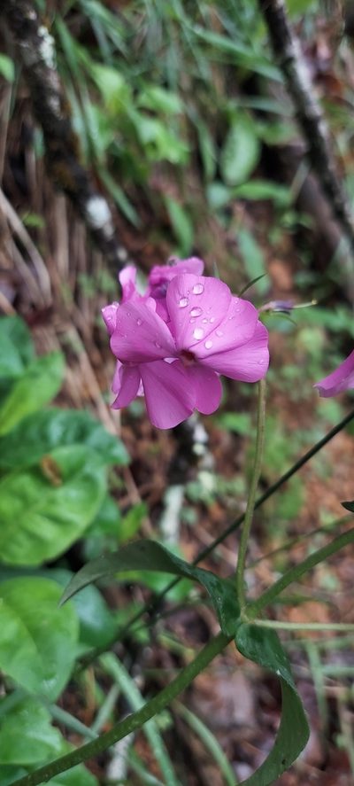 Phlox ovata, photographed by kirk gardner