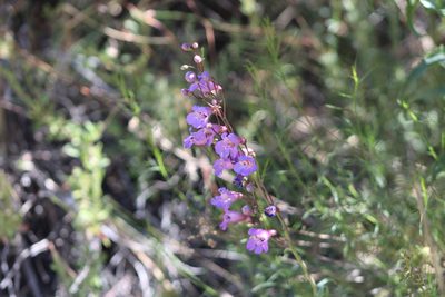 Penstemon spectabilis, photographed by Marc Whitaker