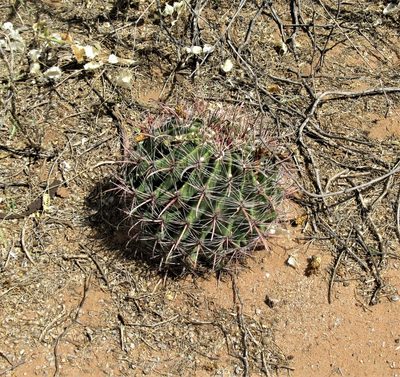 Ferocactus wislizeni, photographed by sprcrkwild