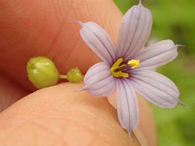Sisyrinchium angustifolium, photographed by Yann Kemper