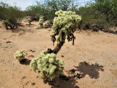Cylindropuntia fulgida