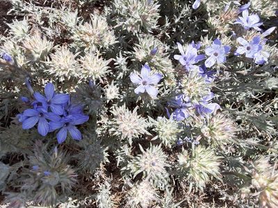Eriastrum densifolium, photographed by Jeff Lahr