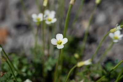 Leavenworthia uniflora, photographed by Kyle M. Simpson