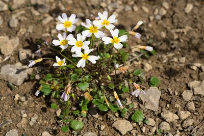 Leavenworthia stylosa, photographed by Kyle M. Simpson