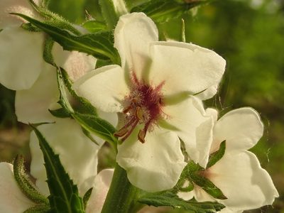 Verbascum blattaria, photographed by Yann Kemper