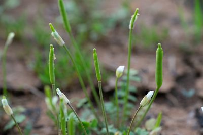 Leavenworthia uniflora, photographed by Kyle M. Simpson