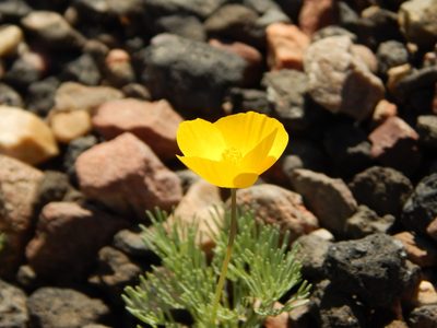 Eschscholzia glyptosperma, photographed by Min Silvestre