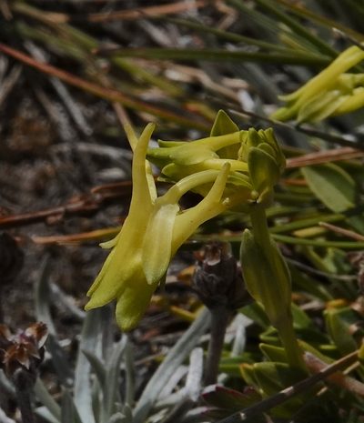 Halenia weddelliana, photographed by desertnaturalist