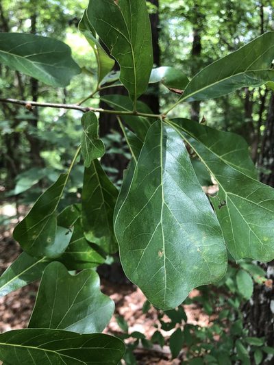 Quercus arkansana, photographed by Will McFarland